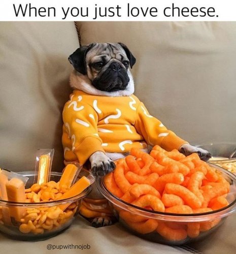 8a26812a7af6eadd69dd150cccc33b06--cheese-dog-cheese-lover.jpg