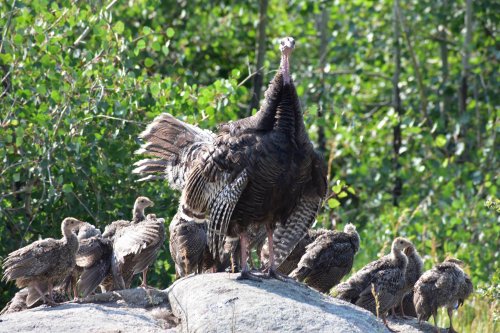 WildTurkeyfamilyEstes.jpg