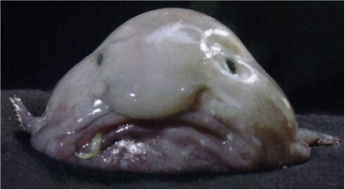 blobfish.jpg