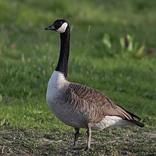 220px-Kanadagans_Branta_canadensis.jpg