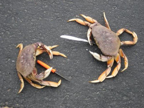 Crab.jpg