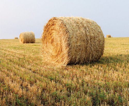 Hay-Bales-ThinkstockPhotos--e1467820834880.jpg