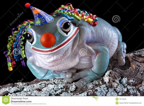 frog-clown-19173526.jpg