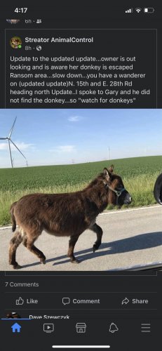 Donkey.jpg