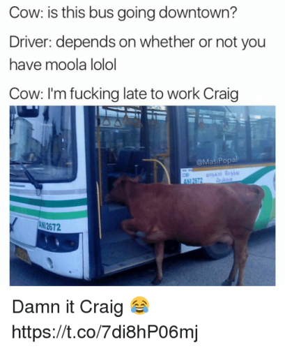 Cow.png