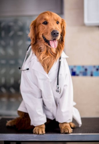 dog_doctor.jpeg