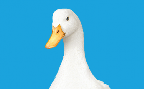 feature-aflac-duck-panel.png